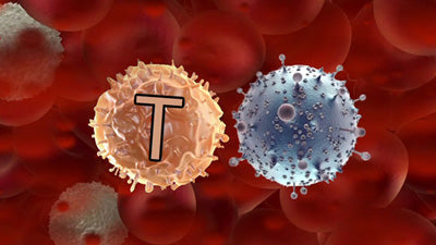 Immunschwäche und Immundefekt