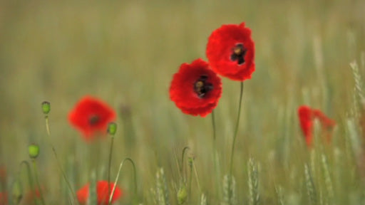 Symbiosen der Mohnblume