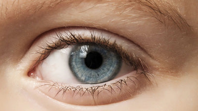 Auge