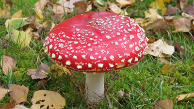 Pilze