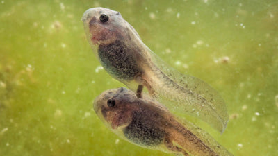 Keimesentwicklung der Amphibien