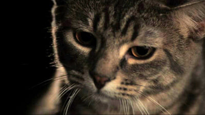 Katze