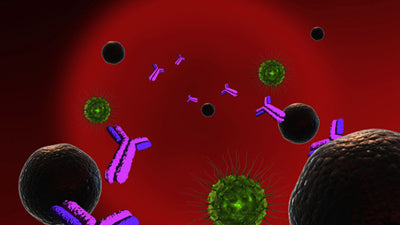 Immunsystem