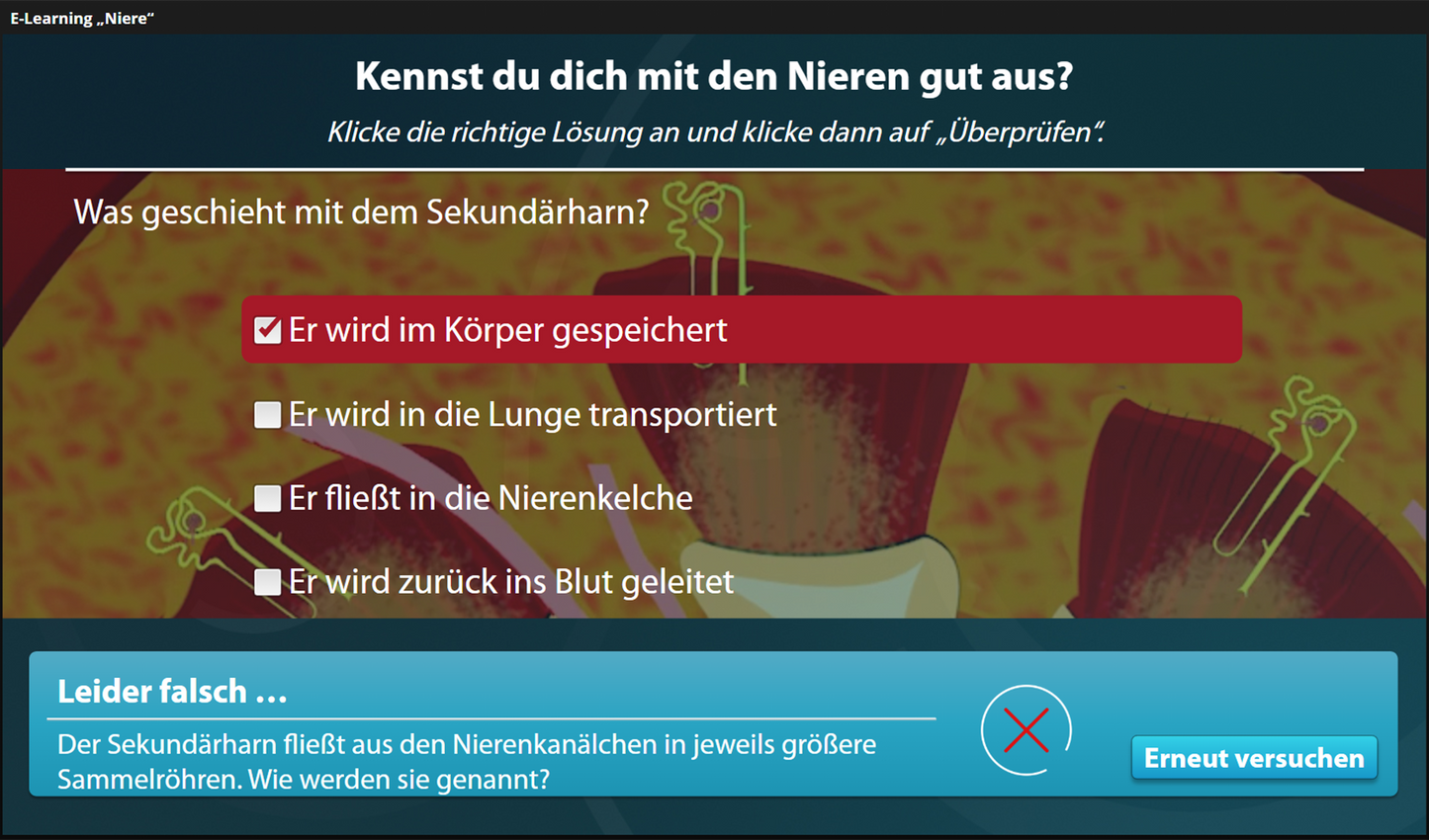 Niere mit E-Learning