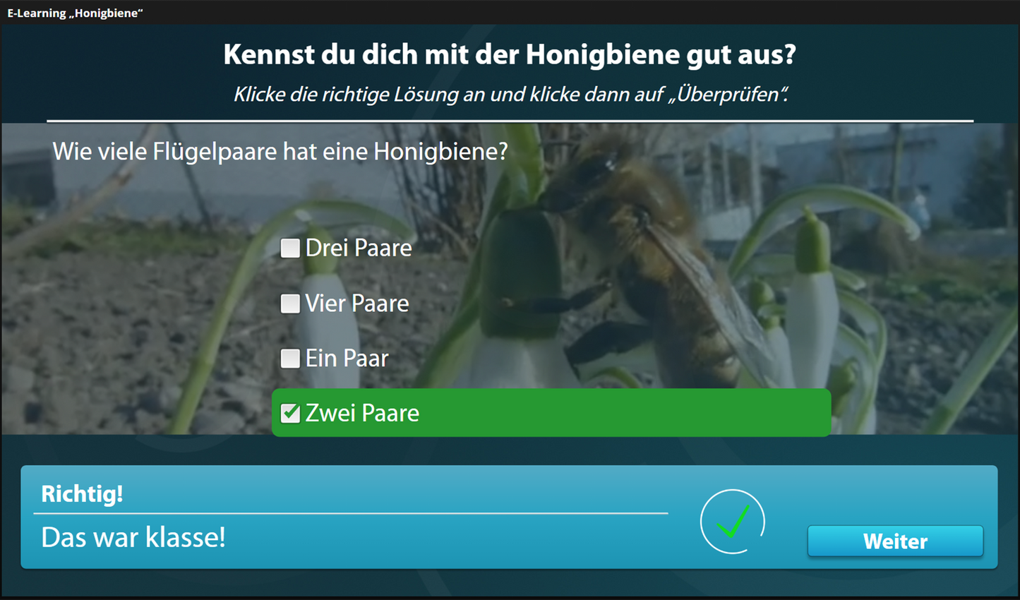 Honigbiene mit E-Learning
