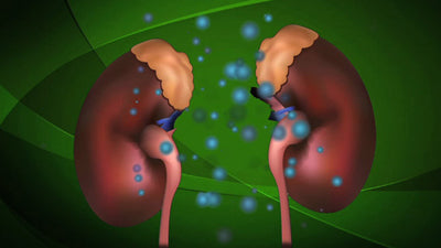 Hormonsystem mit E-Learning