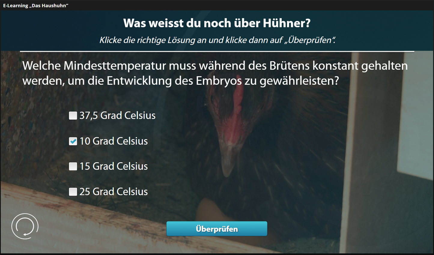 Haushuhn mit E-Learning