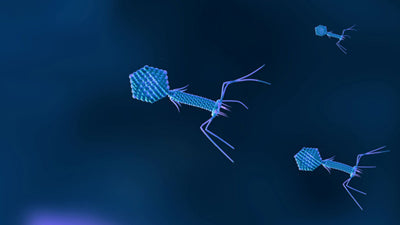 Nucleinsäuren - Übertragung durch Bakterien und Viren