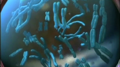 Chromosomen mit E-Learning