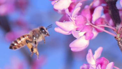Insektenbestäubung