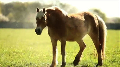 Pferd