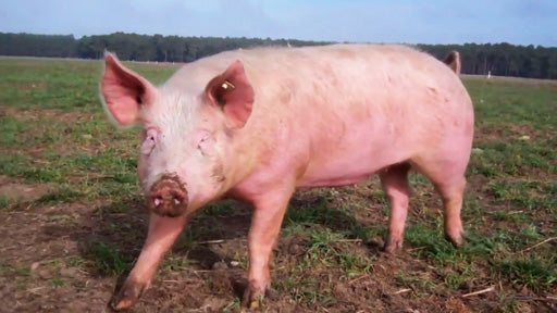 Schwein