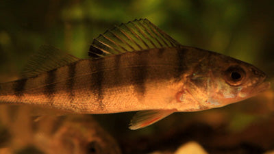 Anpassung der Fische an das Leben im Wasser