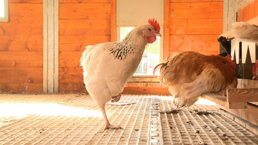 Huhn