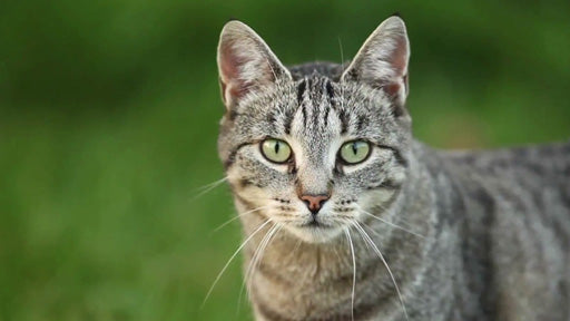 Katze (Grundschule)
