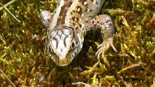 Kriechtiere und Reptilien