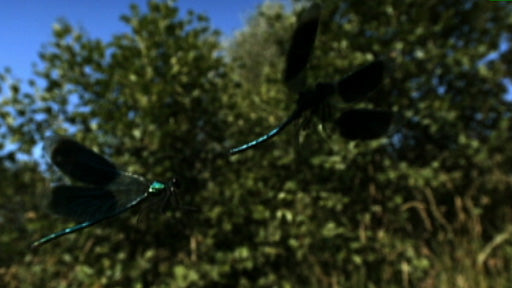 Insekten im Waldboden