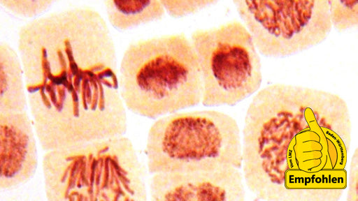 Mitose