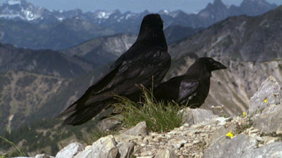 Vogelarten - Rabenvögel
