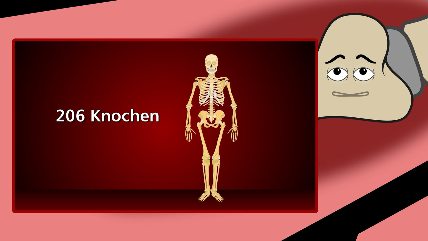 Organa im Gespräch mit ihren Knochen – Stark, lebendig und beweglich
