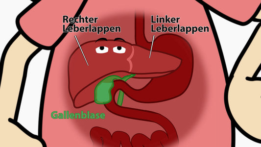 Organa im Gespräch mit ihrer Leber – Das Kraftwerk im Bauch
