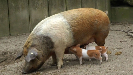 Schwein - Grundschule