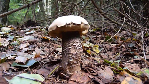 Pilze - besondere Lebewesen