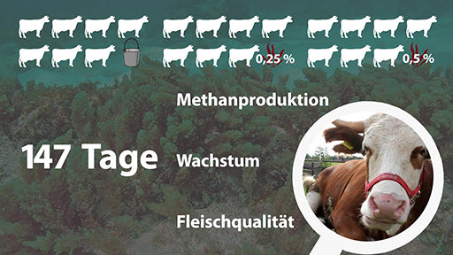Umweltwirkung von Algen im Tierfutter